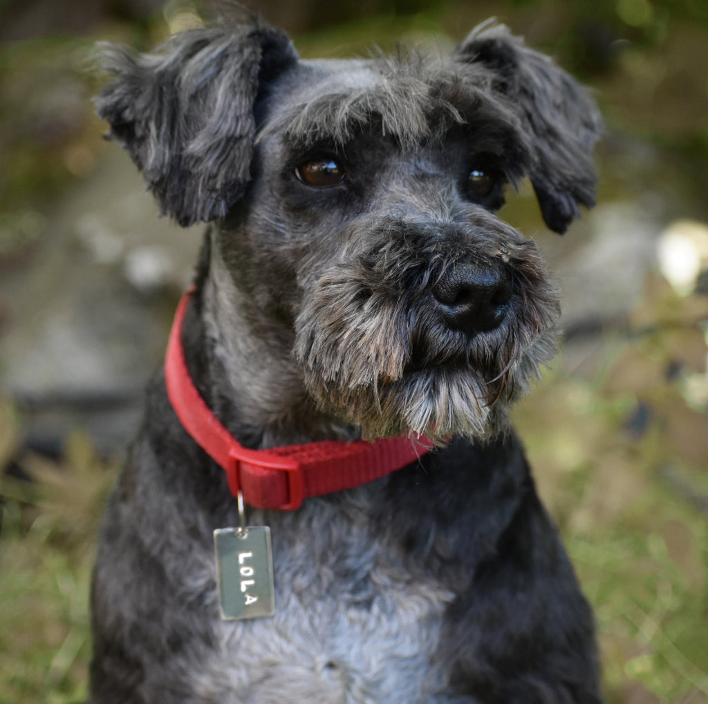 Namnbricka till hund, katt eller häst