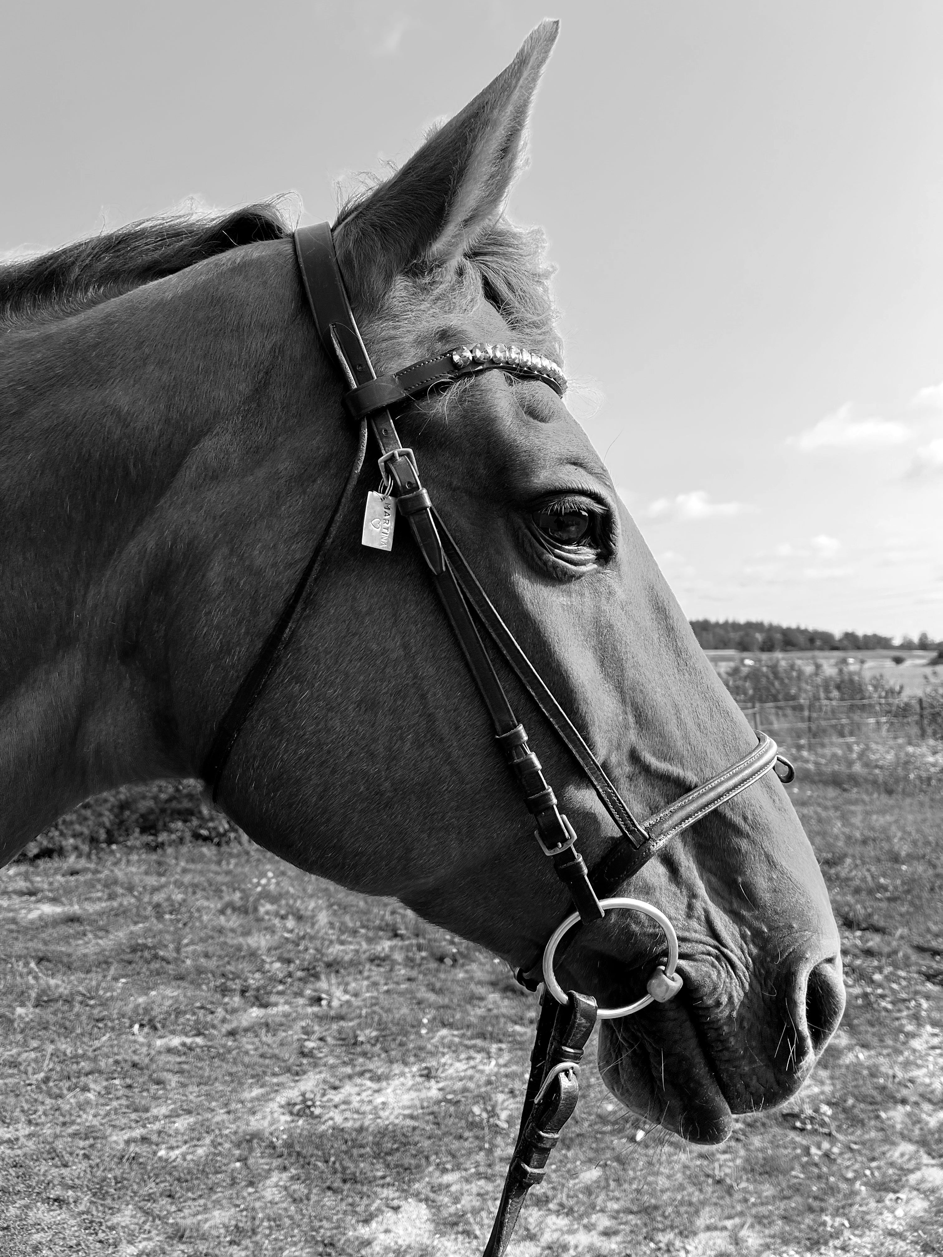 Namnbricka till hund, katt eller häst